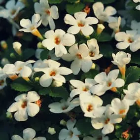 Bacopa Monnieri Extract in NeuroPrime