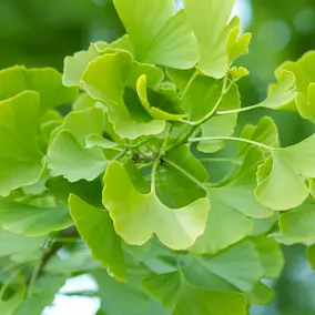Ginkgo Biloba Extract in NeuroPrime