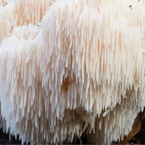 Lion's Mane Mushroom Extract in NeuroPrime