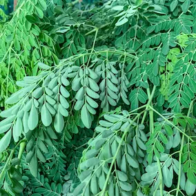 Moringa Oleifera Leaf Extract in NeuroPrime