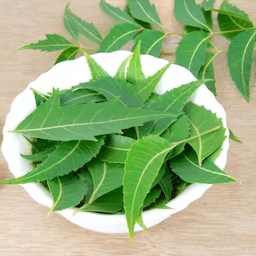 Neem Leaf Extract in NeuroPrime