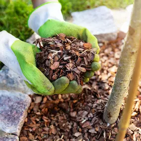 Maritime Pine Bark Extract in NeuroPrime